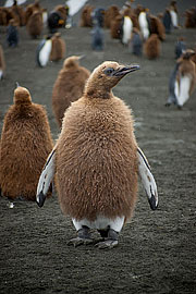 Picture 'Ant1_1_1529 King Penguin, Gold Harbour, South Georgia, Antarctica and sub-Antarctic islands'